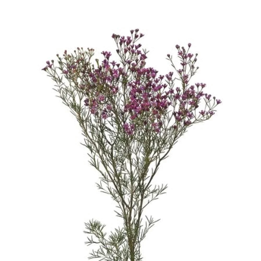 واكس ( هولندي )